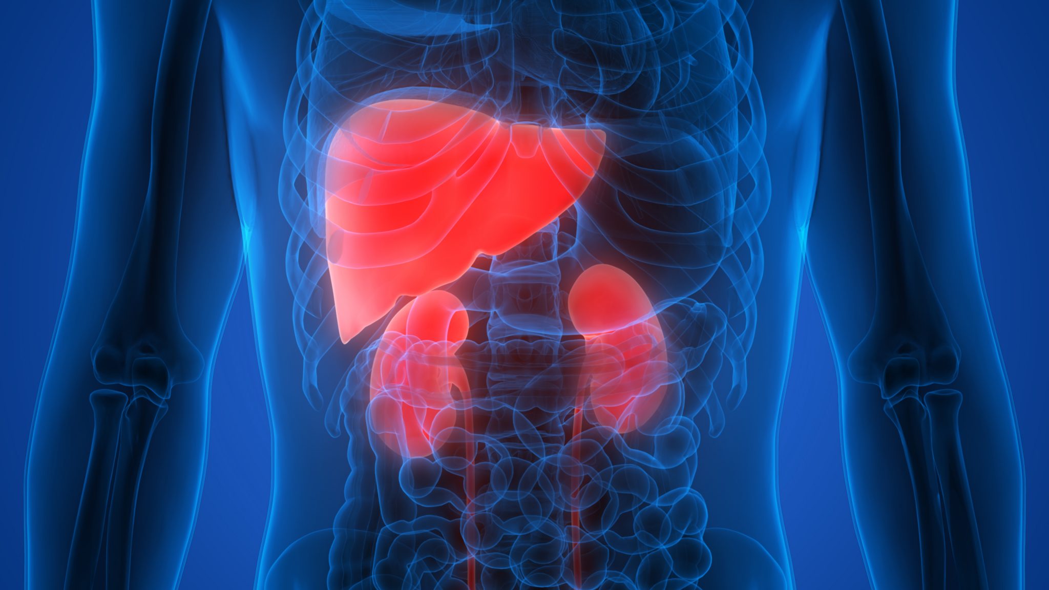 the-best-supplements-herbs-to-nurture-your-liver-kidneys-paul-wagner